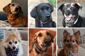 Origins Of The Top Dog Names Of 2018 Pop Culture Brunch And Baby Names 90 3 Kazu Great for choosing a name for your new puppy. origins of the top dog names of 2018 pop culture brunch and baby names 90 3 kazu