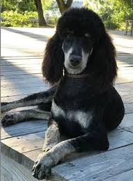 Black And White Standard Poodle Puppies For Sale Standard Poodle Breeder Located In Idaho Raising Akc Standard Poodle Puppies In A Rainbow Of Colors Partis Poodle Puppy Standard Yorkie Poodle Phantom Poodle