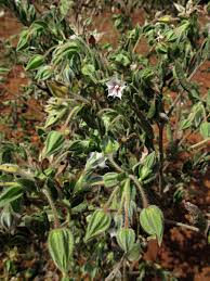 Image result for Trichodesma zeylanicum