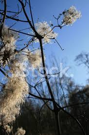 Check spelling or type a new query. Clematis Vitalba Gemeine Waldrebe Im Winter Stock Photos Freeimages Com