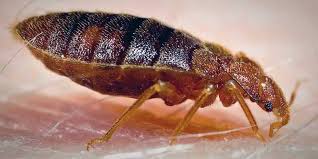Bed bug bites may lead to skin changes ranging from invisible to prominent blisters. Richmond Indiana Pest Control Allpest Exterminating
