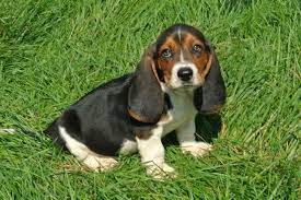 We sell basset hound puppies all over the united states. Miniature Basset Hound Puppies For Sale In Georgia Peepsburgh