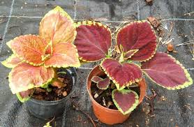 È una delle piante da interni che combattono meglio l'inquinamento e la sua pigmentazione rosa tenue dona un tocco. Piante Da Vaso Coleus Blumei Coleus Thyrsoideus Coleus Verschaffeltii