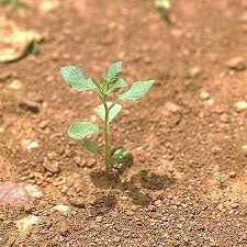 Image result for Physalis lagascae