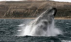 Their underbellies take on a yellowish hue from the millions of microorganisms that take up residence in their skin. Whales Facts Diet Habitat Information