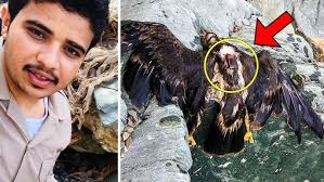He Found an Eagle With a Gps Tracker. When He Connected It to His Computer,  He Was Shocked!