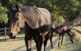 Our experienced brokers have years of experience in helping to promote, sell, and preserve the sporting life. Participants Selected For 2021 Aqha Ranching Heritage Young Horse Development Program Aqha