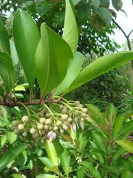 Image result for Ardisia