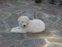 Image result for Komondor