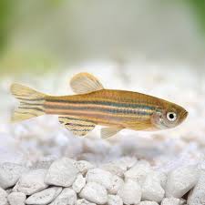 Qualunque siano le tue preferenze riguardo al grado di cottura del tuorlo, completamente sodo o ancora morbido, sono sufficienti pochi semplici. La Riproduzione Del Pesce Zebra