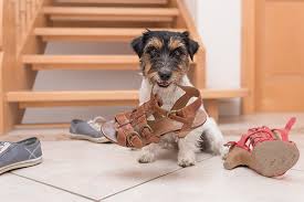 Pet stairs help out your ailing friend to minimize putting too much pressure on themselves. Adopting A Rescue Dog How To Help Them Adjust To The First 3 Days In A New Home Crafty Canine Club