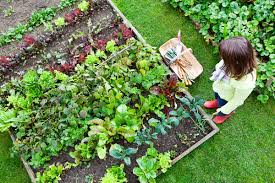 First of all, you have to figure out how much space you can afford for the zen garden in your backyard. Backyard Vegetable Garden Eartheasy Guides Articles Eartheasy Guides Articles