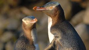 Yves adams was snapping photos of a colony of 120. Yellow Eyed Penguin Hoiho Sea And Shore Birds