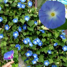 Image result for Ipomoea violacea