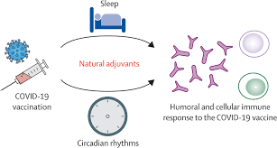 And was 85 percent effective in preventing severe disease. Could A Good Night S Sleep Improve Covid 19 Vaccine Efficacy The Lancet Respiratory Medicine