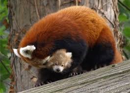 Pin On Firefox