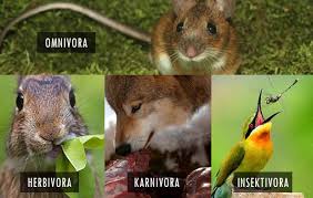 Jadi herbivora berbeda dengan karnivora dan omnivora dalam anatomi dan fisiologi sistem pencernaan. Materi Ipa Kelas 4 Penggolongan Hewan Berdasarkan Jenis Makanannya Budiyono2313 Wordpress Com