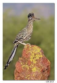 Birds Of The Southwest United States Greater Roadrunner Road Runner Beautiful Birds Birds