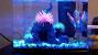 Glofish Tank Ideas