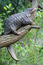 Pangolinler Dogal Olarak Afrika Ve Asya Da Tropik Bolgelerde Bulunur Pangolin Adi Pespese Bir Sey Anlamina Gelen Penggule Nadide Hayvanlar Memeliler Hayvan