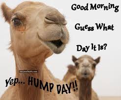 Good Morning Guess What Day It Is Yep Hump Day Funny Good Morning Messages Happy Wednesday Quotes Good Morning Funny