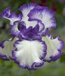 Visually Arresting Iris Rare Treat Is An Eye Popping Tall Bearded Iris With Pristine White Blooms Adorned With Purple Iris Flowers Bearded Iris Iris Garden