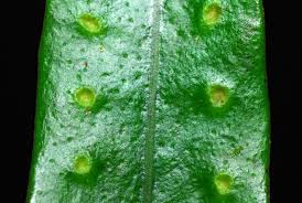 Image result for Lepisorus schraderi