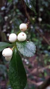 Image result for Aphloia theiformis