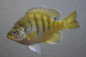 Bluegill Wikipedia