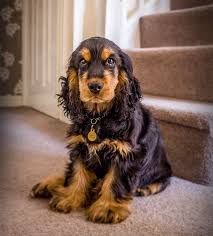 Young Cocker Spaniel Gorgeous Pup Beautiful Dogs Spaniel Breeds Cocker Spaniel