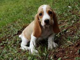 Also a real breeder will take photos of all pups with the same background while a scammer steals photos from google or. Free Basset Hound Puppies In Georgia Petsidi