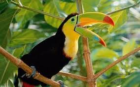 Birds That Dont Fly Pin On Things With Wings