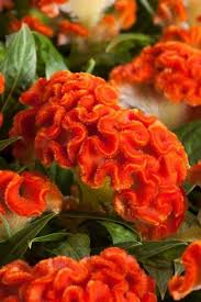 Celosia Twisted Orange See Https Floritec Eu Nl Celosia Informatie Patio Garden Twist Orange