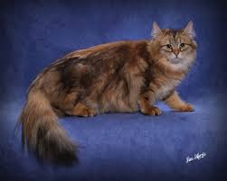 Purebred, hypoallergenic siberian kittens from distinguished lines. Siberian Kittens Siberian Cats In Florida