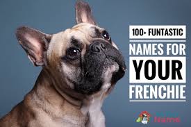 Its fame spread to the. French Bulldog Names 100 Funtastic Ideas For Frenchies My Pet S Name