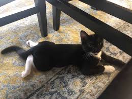 Cat may show limping on its back leg after vaccination. Does Your Cat Sploot Here S Why Your Feline Likes Sitting Like A Frog Cole Marmalade