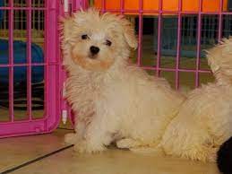 Maltese puppies looking for a forever home. Craigslist Maltese Pups For Sale 06 2021