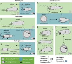 Image result for Isonema