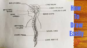 The central nervous system (cns) is that portion of the vertebrate nervous system that is composed of the brain and spinal cord. How To Draw Diagram Of Central Nervous System Easily Step By Step Youtube