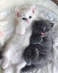 Margtsni Foo Stac So Cute Tag A Friend Would Love To Have Him Double Tap If Yo Cute Animals Images Cute Fluffy Kittens Kittens Cutest