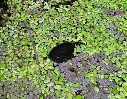 Image result for Fern Green 1994 Reliant