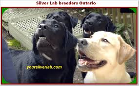 Maggies puppies soaking up some sun. Silver Lab Breeders Ontario In 2021 Golden And Silver Labrador Sale