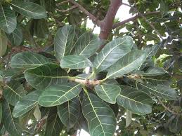 Image result for Ficus ottoniifolia