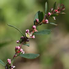 Image result for Polygonum aviculare
