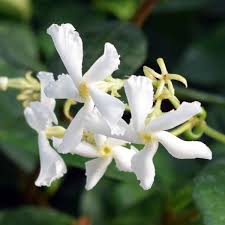 The plant's genus name, trachelospermum, is a combination of the greek words, trachelos, which means neck and sperma, which means seed. Trachelospermum Jasminoides Star Jasmine