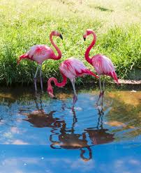 The best selection of royalty free flamingo bird vector art, graphics and stock illustrations. Interesting Facts About Flamingos That Ll Take Your Breath Away Bird Eden