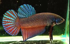 Pin By Wild Betta Fish Usa On Splendens Complex Betta Betta Fish Types Tropical Fish Aquarium