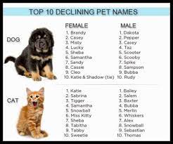 16 Ideias De Pet Name Nomes Para Cachorros Nomes De Gatos Nomes De Animais