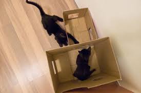 diy簡易紙箱遊戲貓屋 cat house diy carton