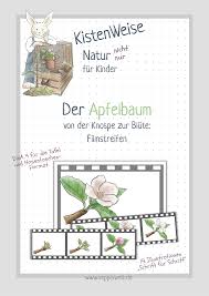 Der Apfelbaum Von Der Knospe Zur Blute Und Zum Apfel Unterrichtsmaterial In Den Fachern Biologie Sachunterricht In 2020 Apfelbaum Filmstreifen Knospe